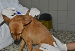 Pedido de Informação do Ver. João Durão (PRB) solicita a relação de cães chipados e esterilizados no município - Câmara de vereadores de Canguçu