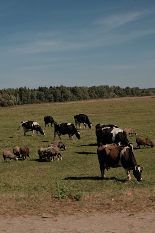 Projeto Pecuária Forte, que visa apoio à produtores, é aprovado pela Câmara - Câmara de Vereadores de Canguçu
