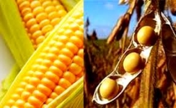 REQUERIMENTO DE AUDIÊNCIA PÚBLICA PARA TRATAR DAS PERDAS NA AGRICUTURA É APROVADO  - Câmara de Vereadores de Canguçu