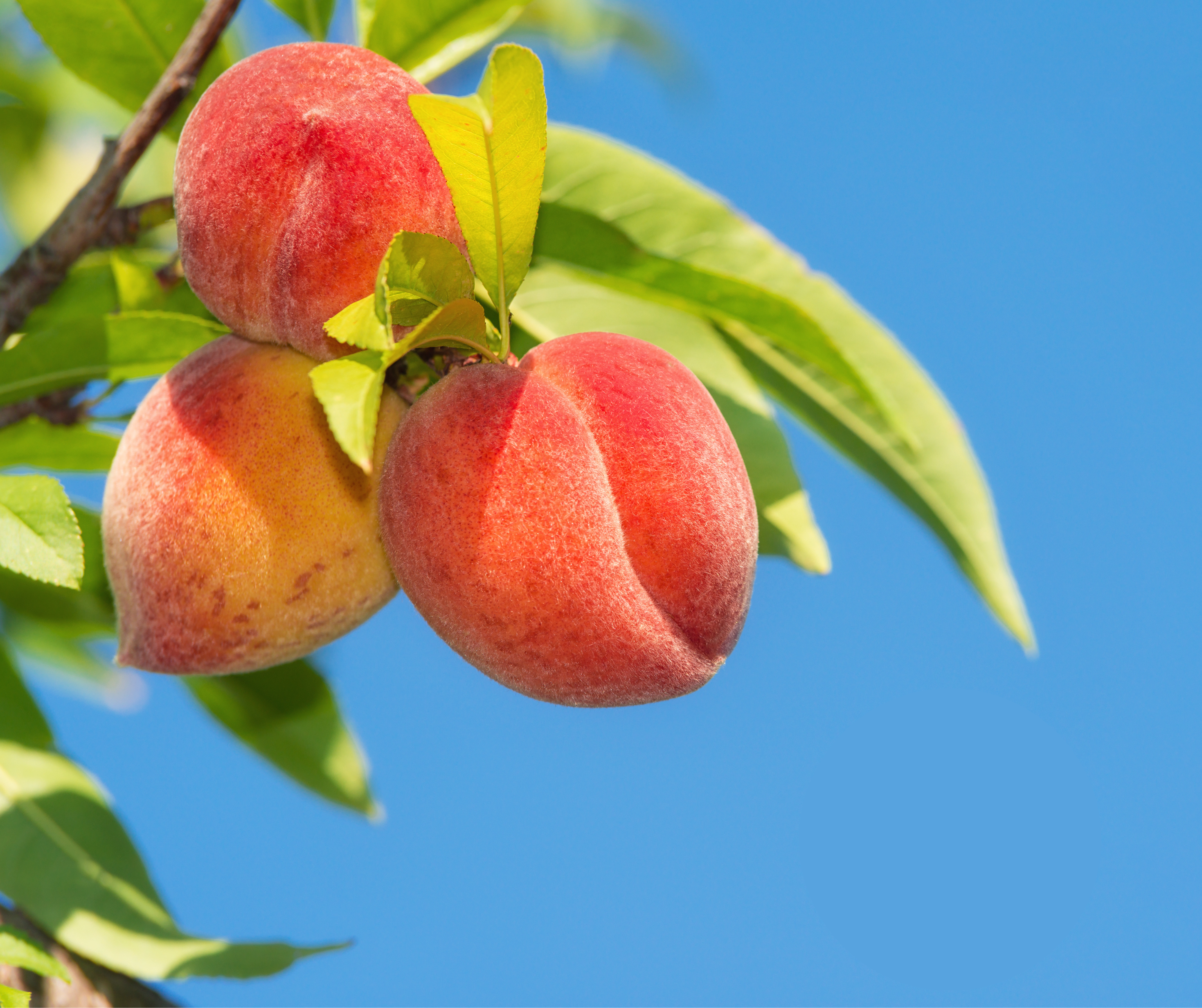 Câmara aprova criação da Frente Parlamentar em Defesa da Produção de Pêssego - Câmara de Vereadores de Canguçu